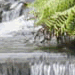 meditation and brainwaves